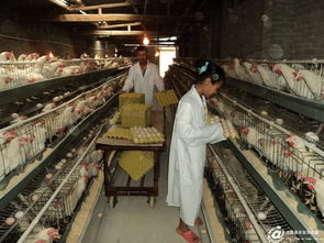 滄源縣畜牧漁業(yè)飼料銷售助力產業(yè)健康發(fā)展