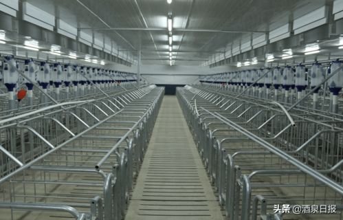 打出組合拳，酒泉市多措并舉促生豬穩產保供，助力畜牧漁業飼料銷售穩健發展